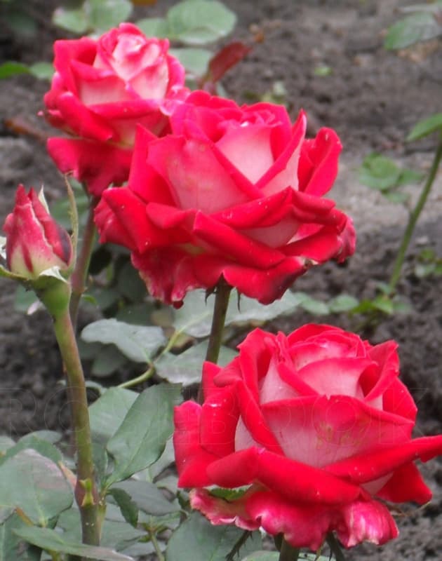 Фото 3