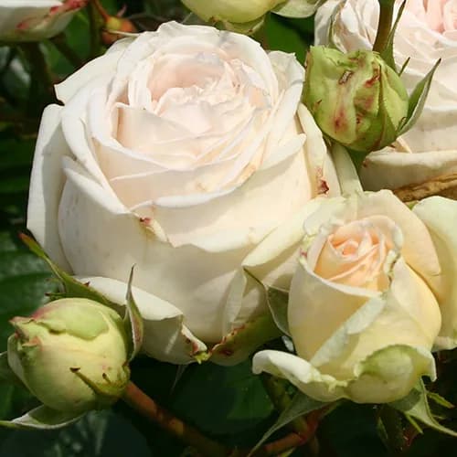 Фото 2