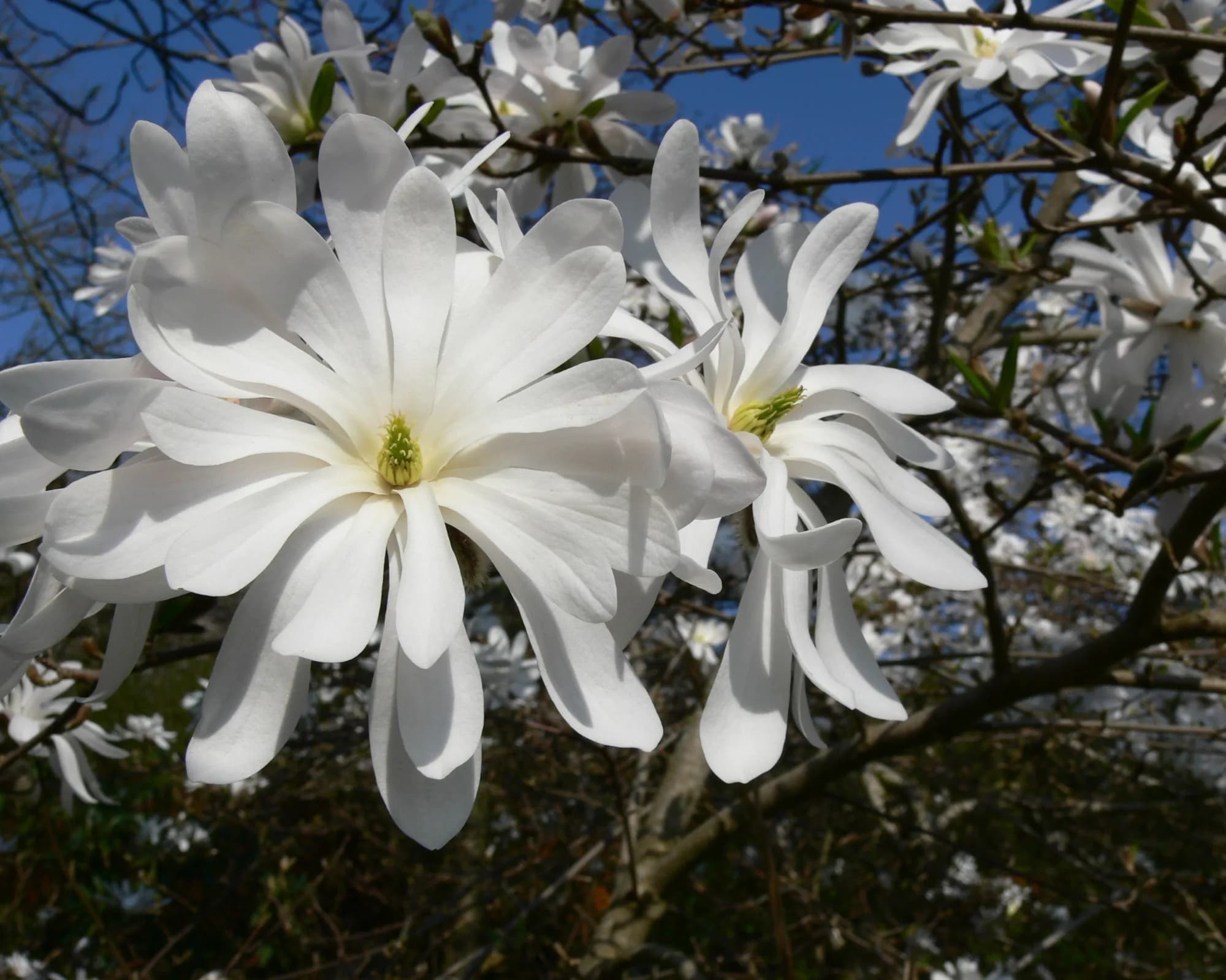 Магнолия Стеллата (Stellata) звездчатая белая