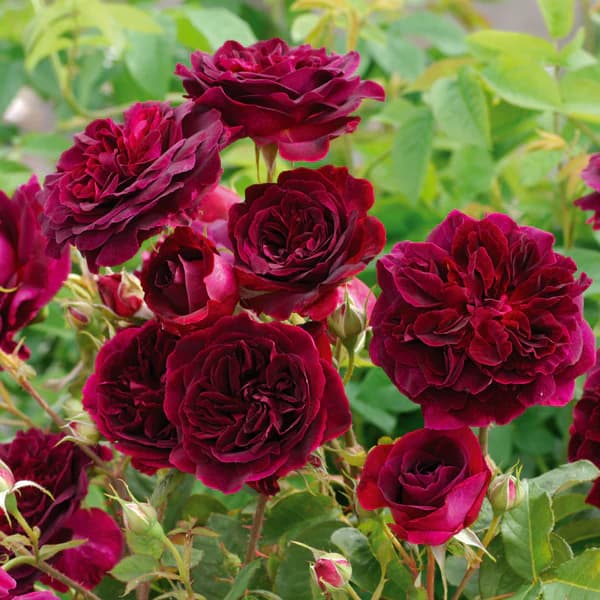 Фото 2