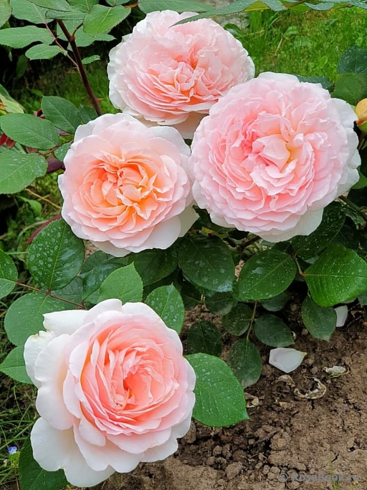 Фото 3