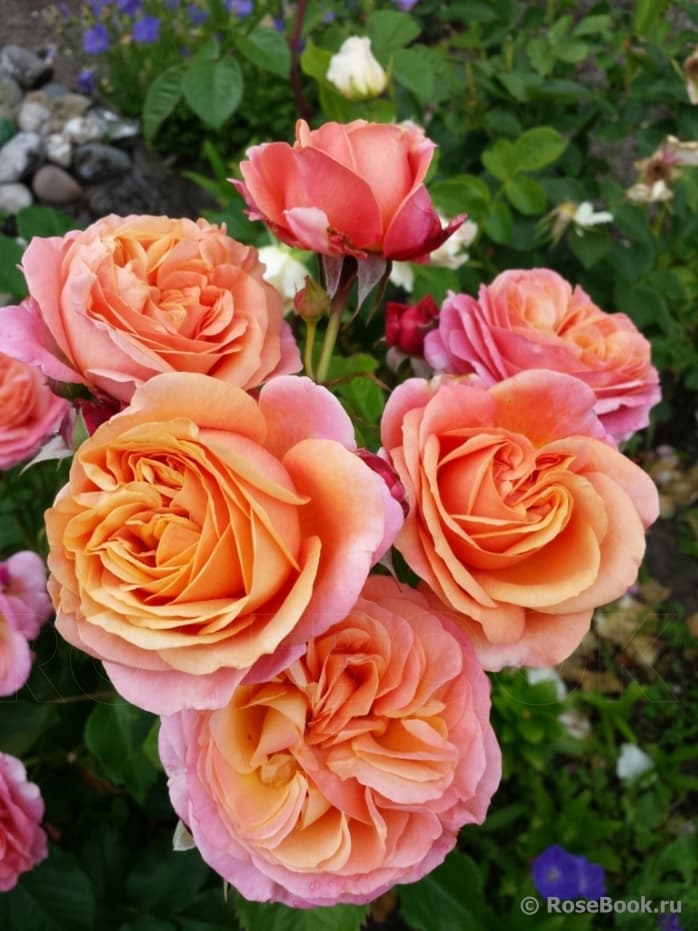 Фото 4