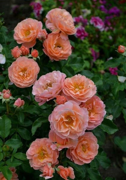 Фото 3