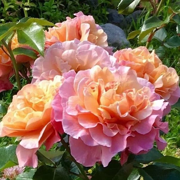Мари Кюри (Marie Curie) Meilland Франция, 1996