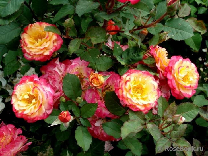 Фото 3