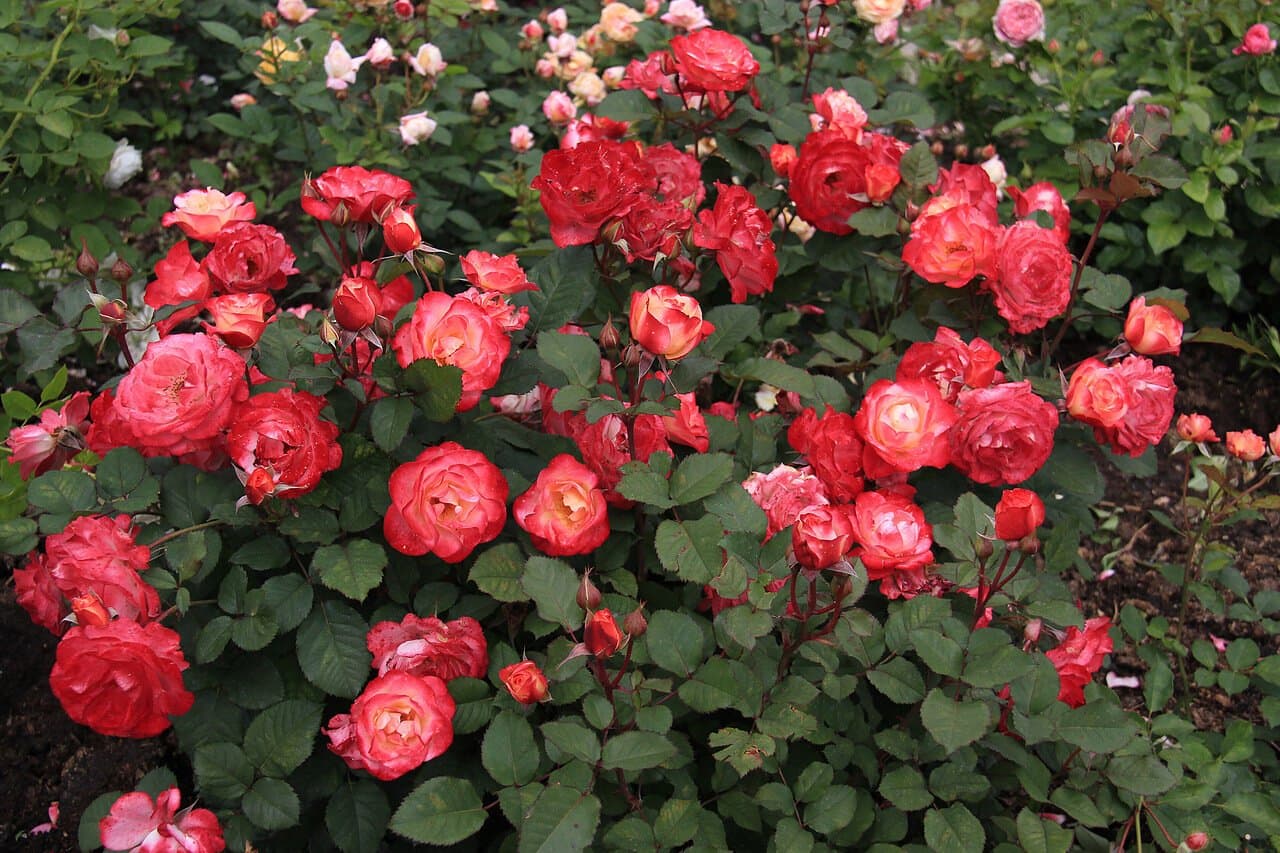 Фото 4