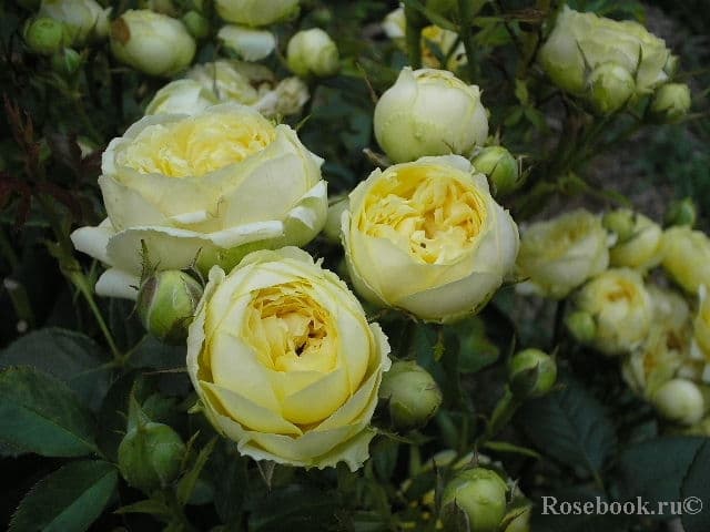 Фото 2