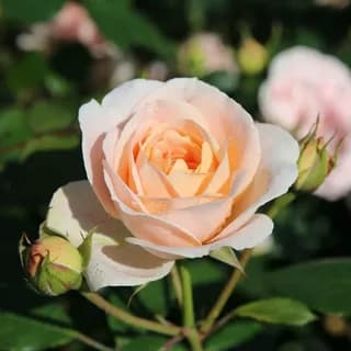 Фото 4