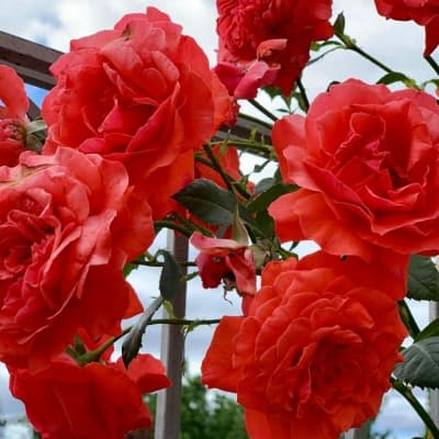 Фото 2