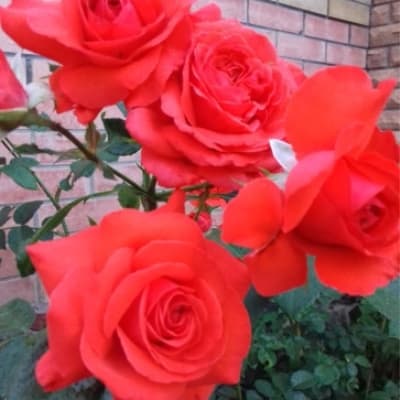 Фото 3