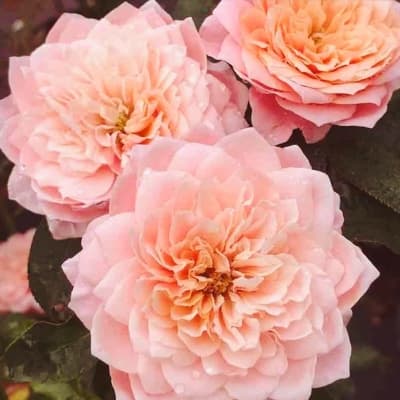Фото 2