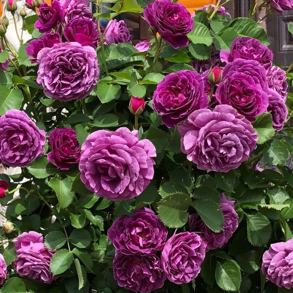 Фото 2