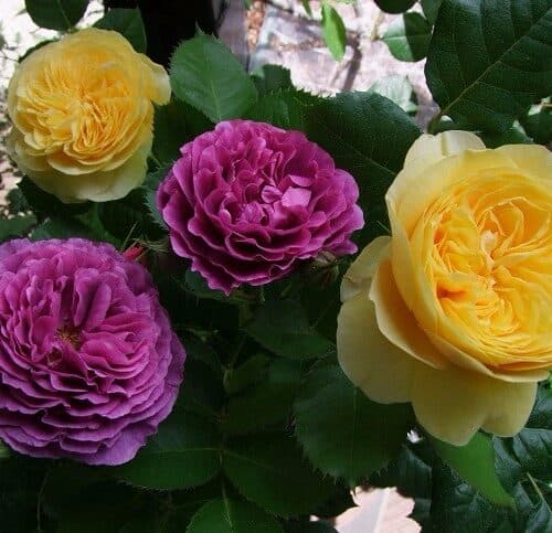 Фото 4