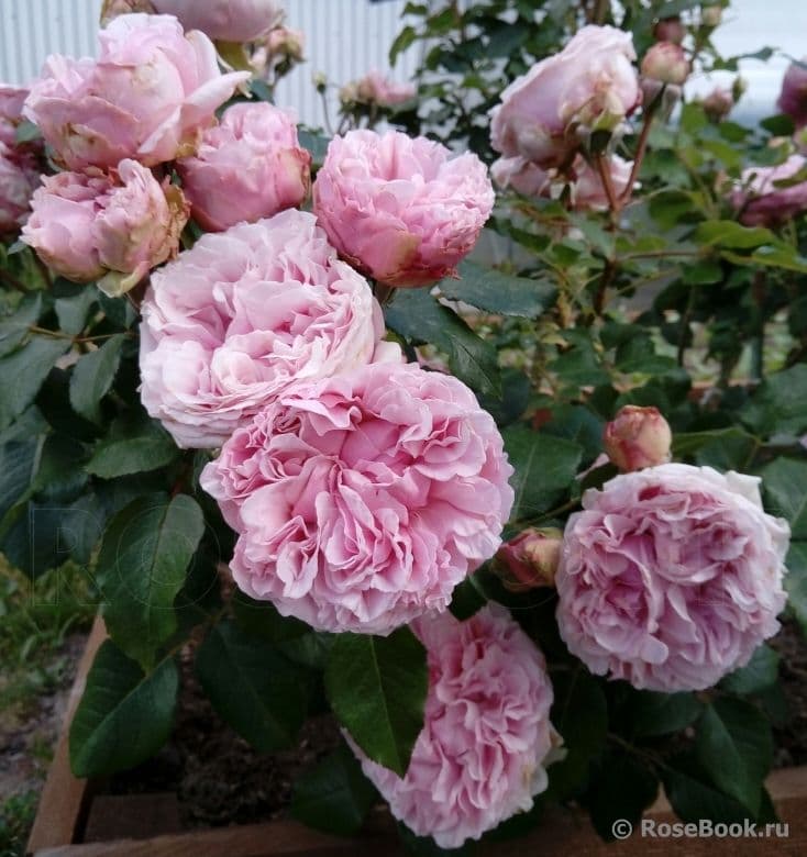 Фото 2