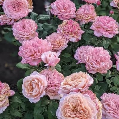 Фото 4