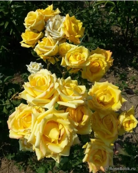Фото 3