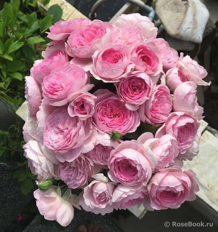 Фото 2