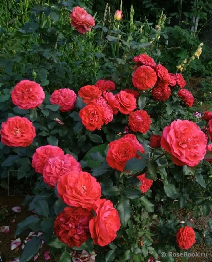 Фото 3