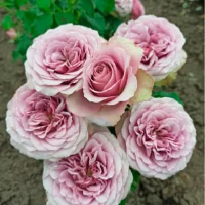 Фото 4