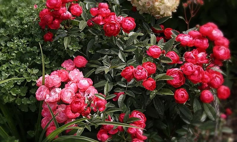 Фото 2