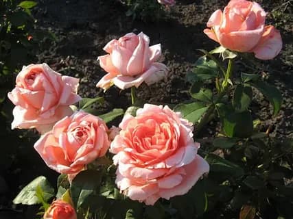 Фото 2