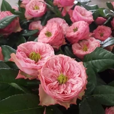 Фото 2