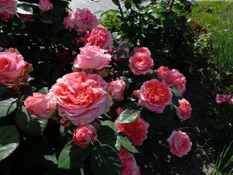 Фото 2