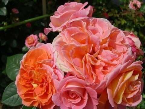 Фото 3