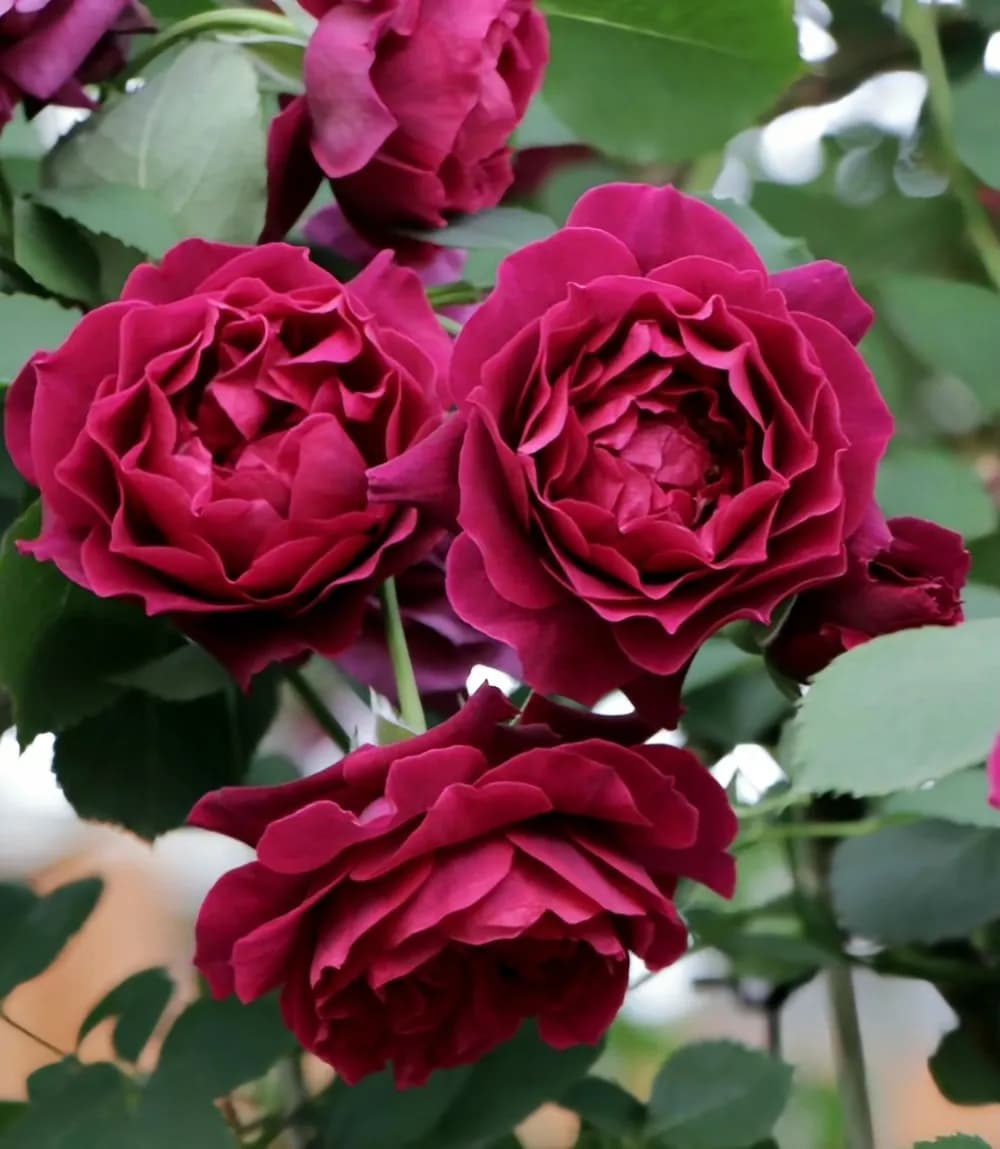 Фото 3