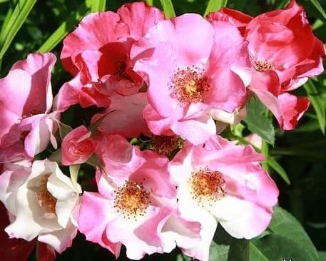 Фото 2