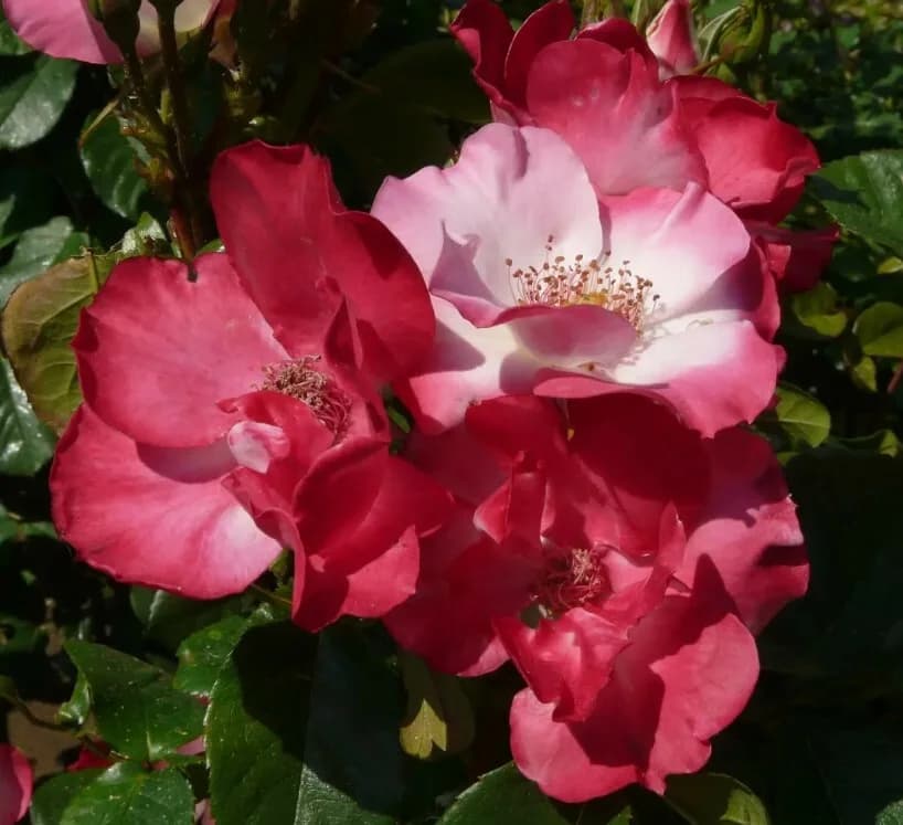Фото 4