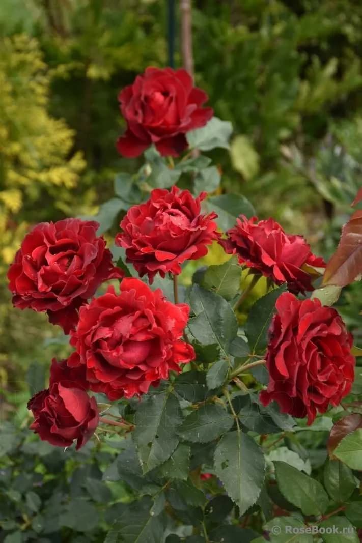 Фото 2