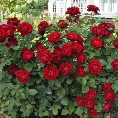 Фото 3