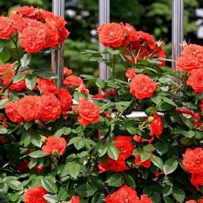 Фото 3