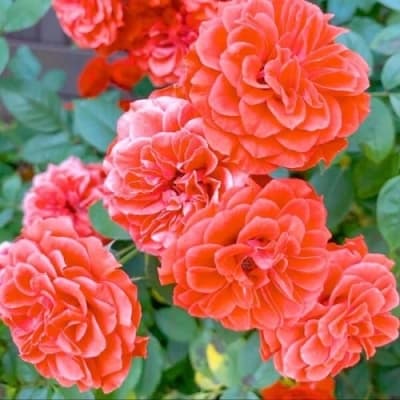 Фото 4