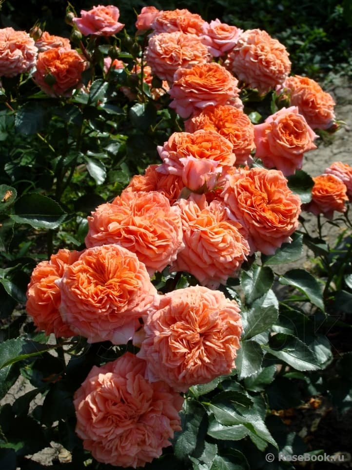Фото 2