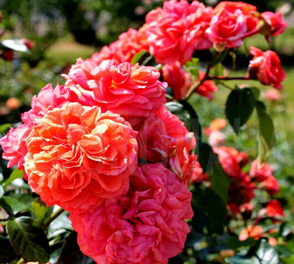 Фото 3