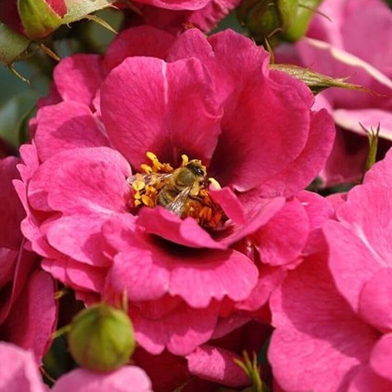 Фото 3