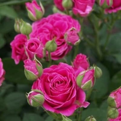 Фото 3