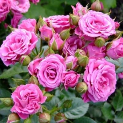 Фото 4