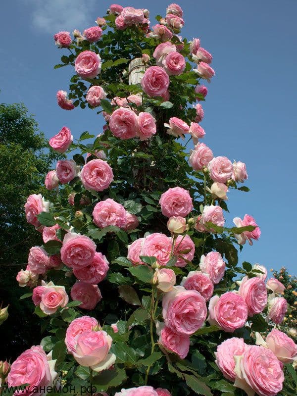 Фото 2