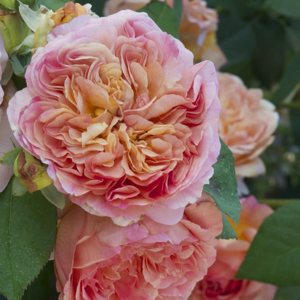 Фото 2