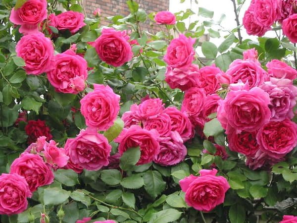 Фото 3