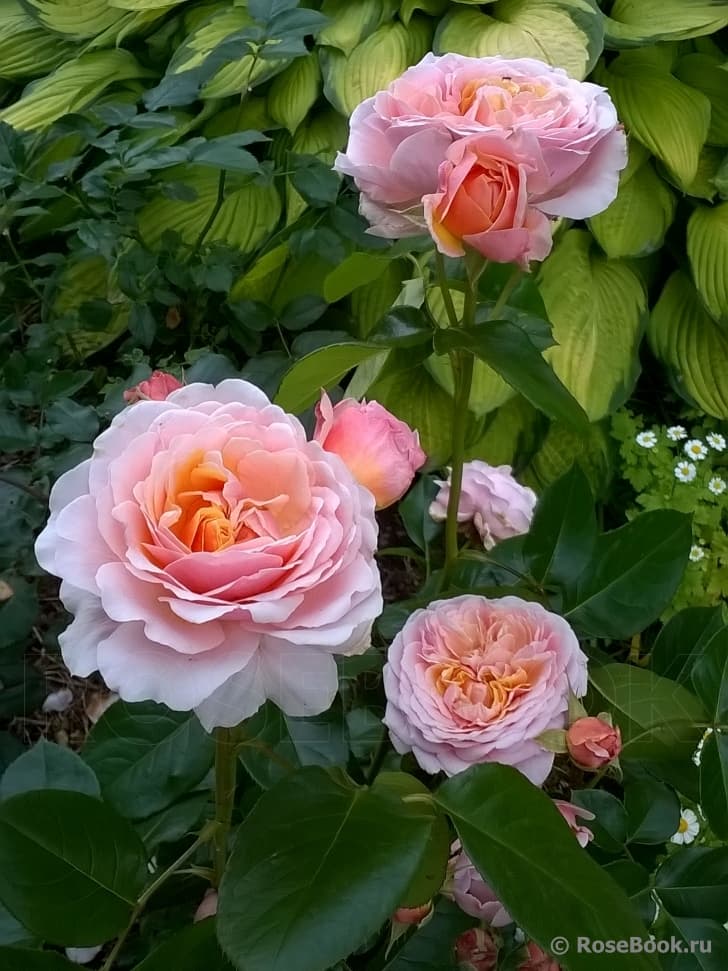 Фото 2