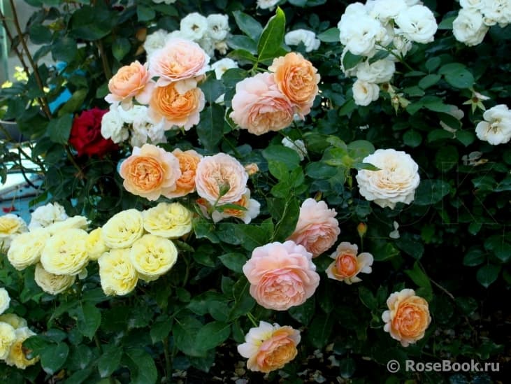 Фото 3