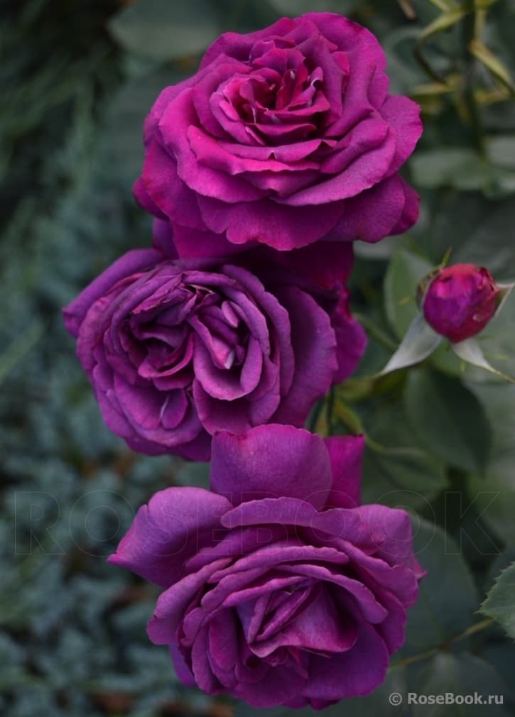 Фото 2