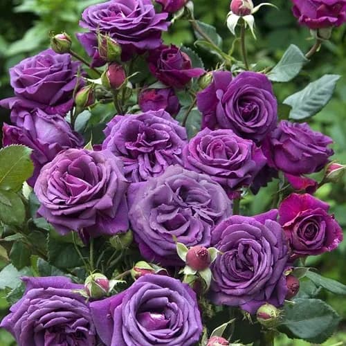 Фото 3
