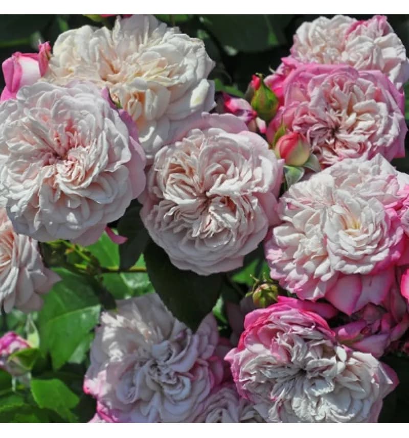 Фото 3