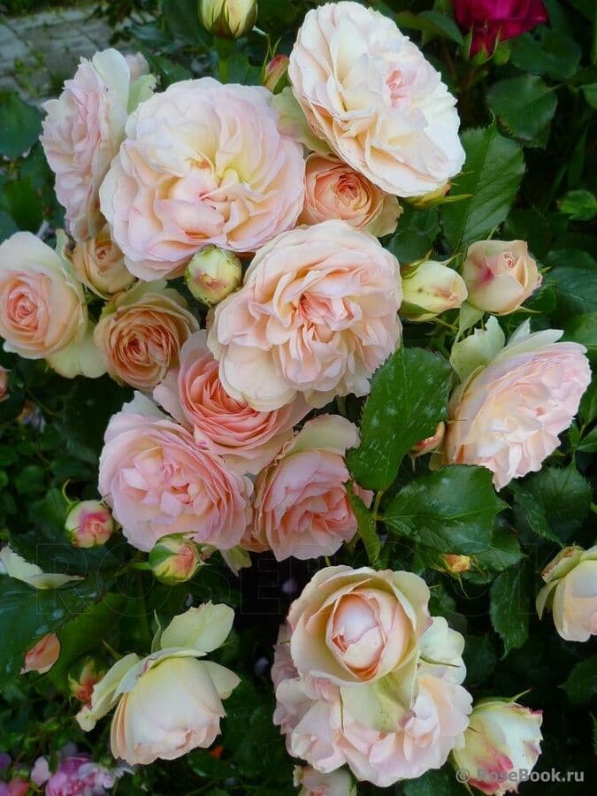 Фото 2