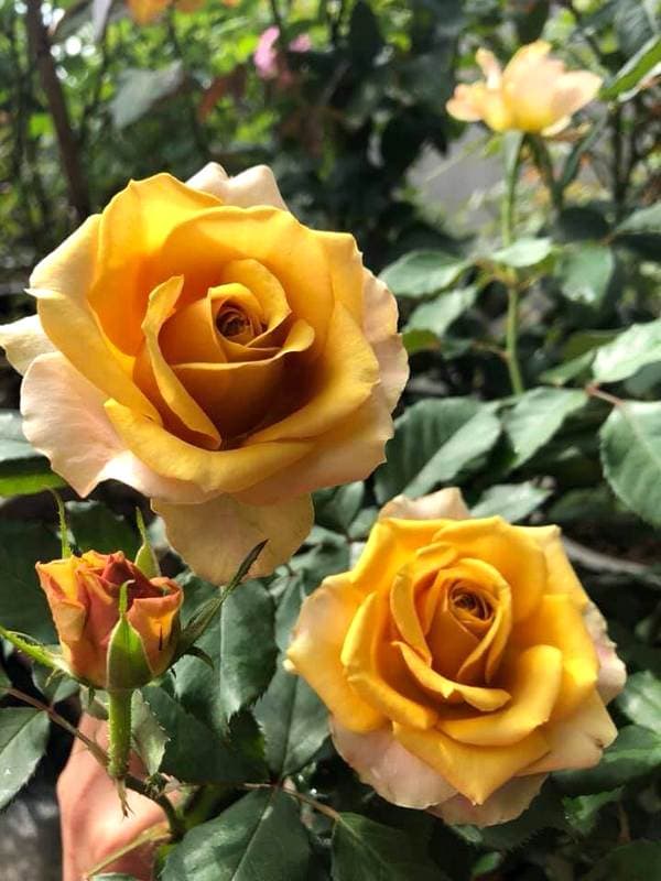 Фото 5